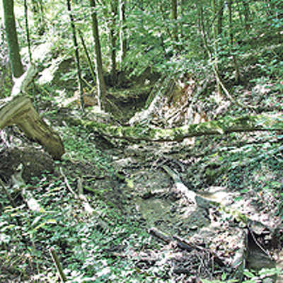 Der Wasserlauf und der Schluchtenwald im Gillenbachtal werden weitgehend der Natur überlassen.